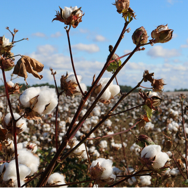 cubrir Reacondicionamiento lo hizo Cuál es la diferencia entre algodón convencional y algodón orgánico