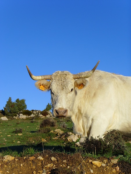 Reducir el consumo de carne: una de las mejores acciones que puedes hacer por tu planeta